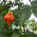 Redvein Abutilon