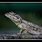 Garden Lizard