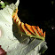 Orange Rust Fungus