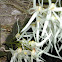 Tongue orchid