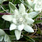 Edelweiss