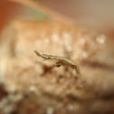 Praying Mantis