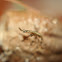Praying Mantis