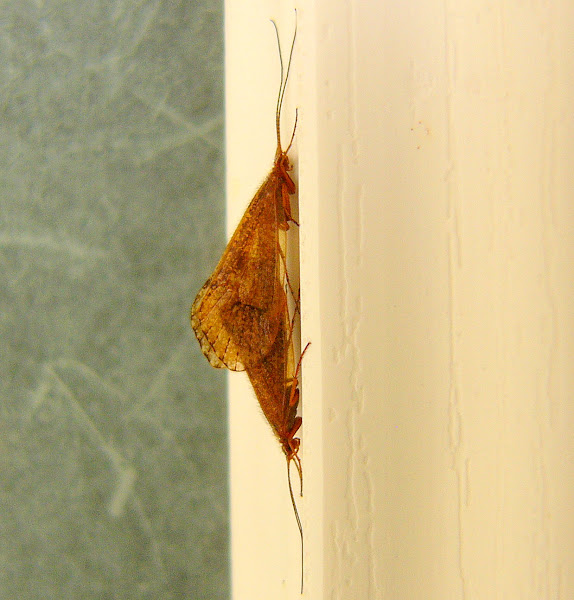 Caddisflies mating Project Noah