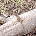 Eastern Collared Lizard