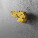 Skipper