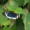 Heliconius