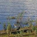 Killdeer & blackbird