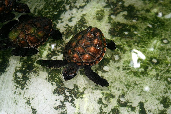 Spotting Image 1