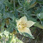 desert flower