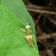 Grasshopper Nymph