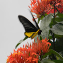 Common Birdwing