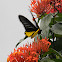 Common Birdwing