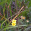 Shrubby Cinquefoil