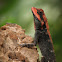 Forest Calotes