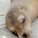Galapagos sea lion