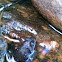 Northern Leopard frog