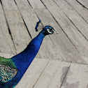 Blue Peafowl