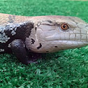 Skink de lengua azul