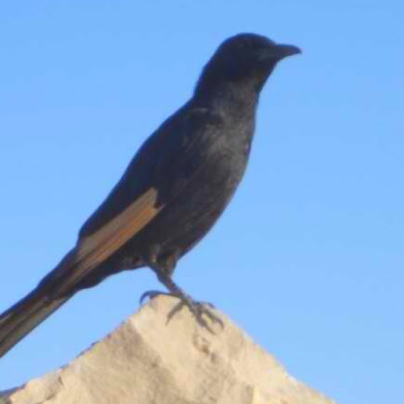 Spotting Image 1