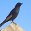 Tristram's Starling