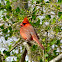 Northern cardinal