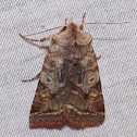 Willow Dart