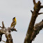 Common Yellowthroat