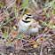 Shore (Horned) Lark