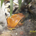 Tomato Frog