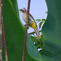 Yellow-vented Bulbul
