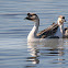 Chinese Geese