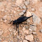 Darkling Beetle