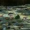 Yellow Water-lily