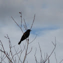 Red-winged Blackbird