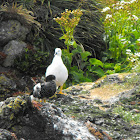 Kelp Goose / Caranca