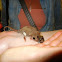 Feathertail Glider