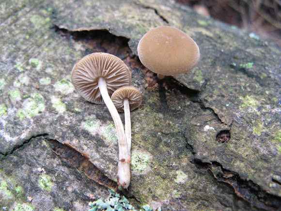 Spotting Image 1