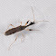 Long-necked seed bug