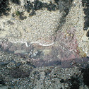 starfish
