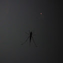 Unknown spotting