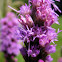 Dense Blazing-star