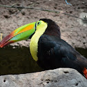Keel-billed Toucan