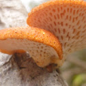 Hexagonal-pored Polypore