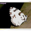 Angled Pierrot Butterfly
