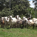 Vaca