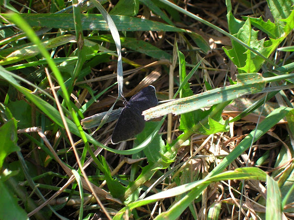 Spotting Image 1