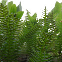 Polypodium vulgare