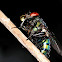 Blow fly