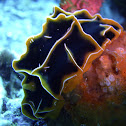 Reticulidia halgerda